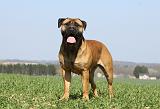 BULLMASTIFF 478